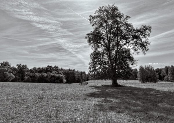 A solitary tree stands in field in a captivating black and white photograph