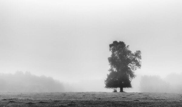 A solitary tree stands amidst the mist in a captivating black and white photograph