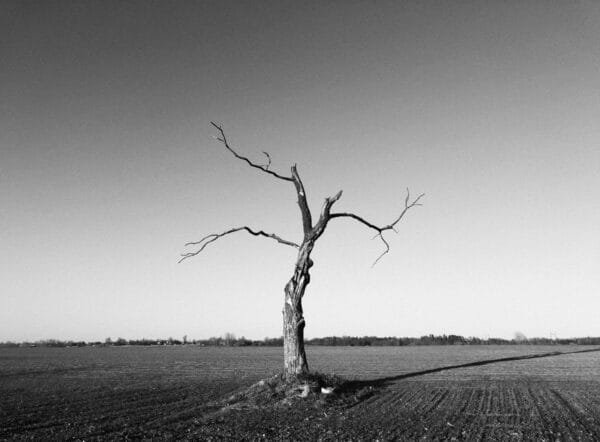 A monochrome image of a lifeless tree standing alone in an open field