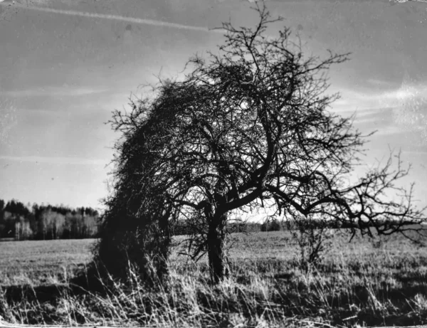 Vintage landscape photo of a tree in a field, with a tintype filter